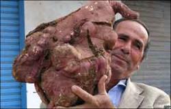 cartof gigant