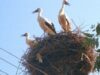 cuiburi de berze Copiii vor căuta cuiburi prin parcurile din Galati