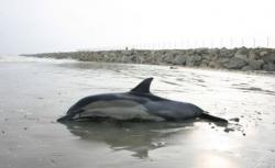 delfin esuat