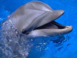 delfin