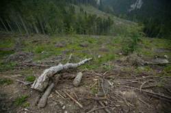fond forestier