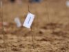 impaduriri Start la împădurit terenuri agricole degradate