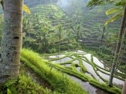 indonezia.jpg