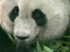 mei_lan_panda__image2_314859_27453000.jpg