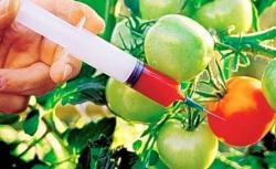 modificate genetic