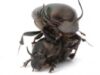 Onthophagus taurus Onthophagus taurus