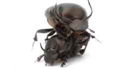 Onthophagus taurus