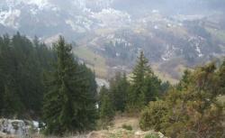 padurar prins la furat