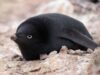 pinguin negru