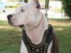 Pitbull pedepsit