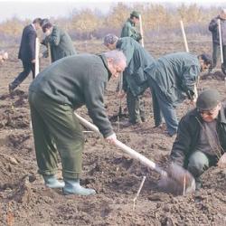 plantari pomi