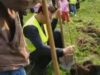 plantat copaci