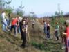 Bistrita-Nasaud: Vrei sa faci impaduriri? Romsilva ofera gratuit 60.000 de puieti!