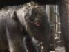 puiul de elefant
