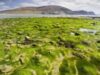 seaweed-540x380.jpg