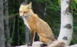 vulpe