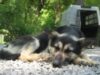 Asociatiile de protectia animalelor Asociatiile de protectia animalelor