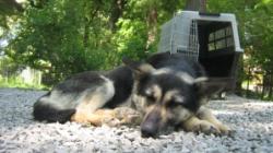 Asociatiile de protectia animalelor