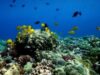 Biosfera microbiana oceanica
