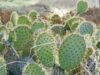 specie de cactus para