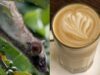 cafea din excremente de pisica