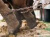 circ fara animale Grecia, prima tara care interzice folosirea tuturor animalelor în circuri sau altfel de spectacole