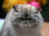concurs de feline