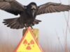 curateania nucleara