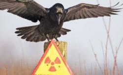 curateania nucleara