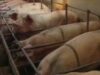 fermele de porci Noi reglementări pentru creșterea porcilor în ferme