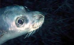 foca calugar