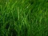 iarba verde ca acasa iarba verde ca acasa