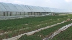 legume si solarii