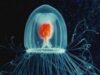 meduza nemuritoare meduza nemuritoare