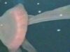 meduza uriasa meduza uriasa