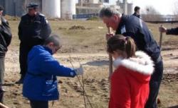 molizi plantati