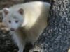 raton albinos