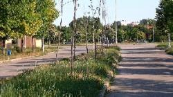 toaletari copaci