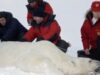 urs polar imens urs polar imens