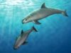 Vaquita Vaquita