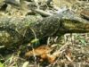 Varanus bitatawa
