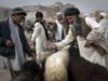 veterinar in Afganistan