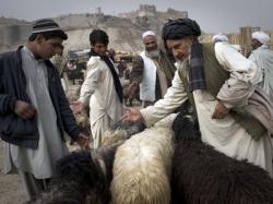 veterinar in Afganistan