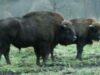 Pui de zimbru, născut în captivitate la Parcul Natural Vânători-Neamţ