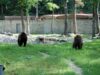 Timisoara se inscrie pentru titlul de "Capitala Verde a Romaniei" in 2011