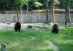 zoo timisoara
