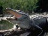 aligator urias prins