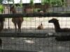 animale zoo animale zoo