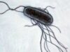 bacteria e_coli