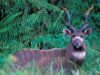 Reuniune publica cu prezentari si dezbateri legate de "Snagov: Arii Naturale Protejate, Biodiversitate si Abuzuri" si Cum putem lucra mai bine, impreuna? Reuniune publica cu prezentari si dezbateri legate de "Snagov: Arii Naturale Protejate, Biodiversitate si Abuzuri" si Cum putem lucra mai bine, impreuna?